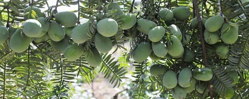 香榧種植條件（對環境的要求） 香榧樹怎么種植 香榧適合種植在坡地嗎