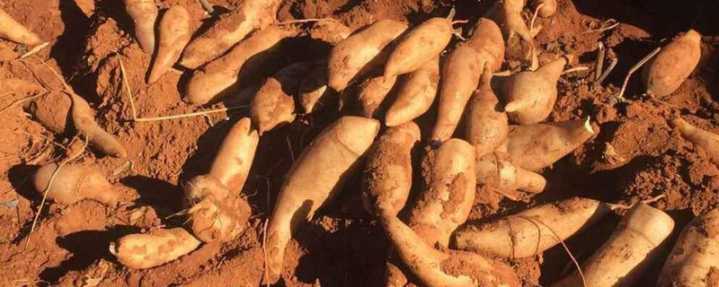 雪蓮果適合在哪里生長 雪蓮果種植條件