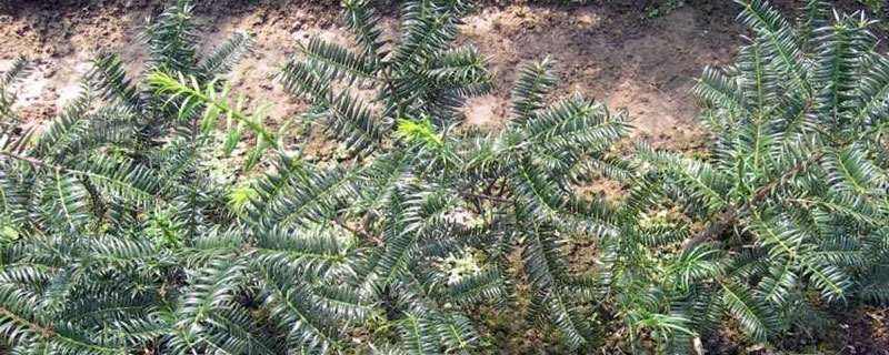 香榧種子培育方法 香榧子怎么發芽