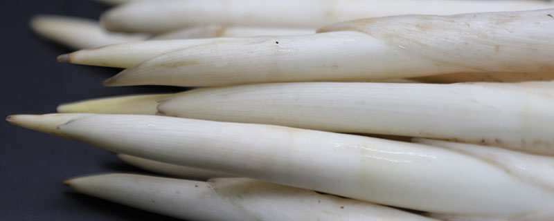 象牙菜市場(chǎng)價(jià)格多少錢一斤 哪些地方吃象牙菜