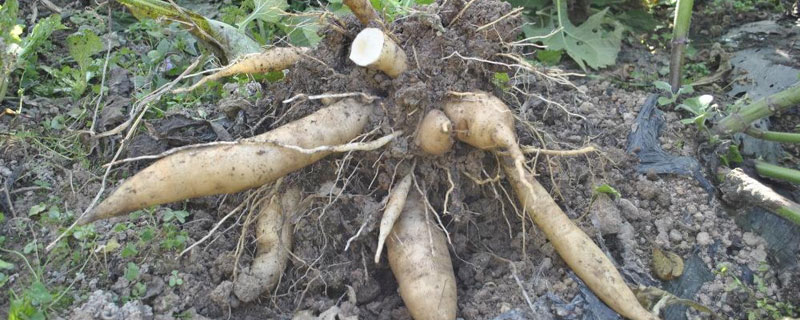 雪蓮果是什么（是水果嗎） 雪蓮果怎么保存 雪蓮果產地在哪里