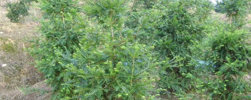 香榧樹盆景怎么養 香榧盆景種植方法