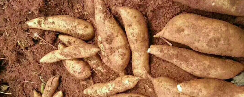 雪蓮果怎么種植（什么時候種）雪蓮果的種植方法與注意事項