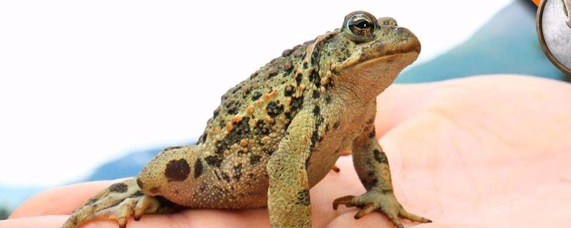 蟾蜍的毒性能毒死人嗎