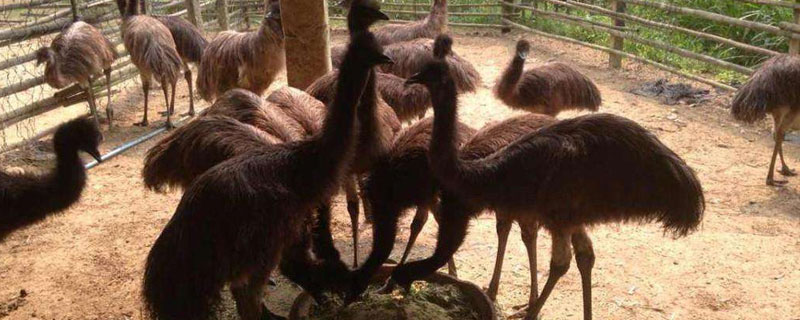 鴯鹋適合哪個(gè)地區(qū)養(yǎng)殖 鴯鹋養(yǎng)殖銷路怎樣