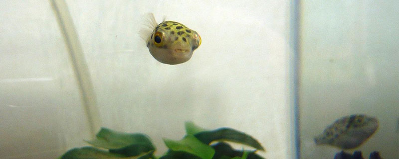 養河豚適合多大的缸