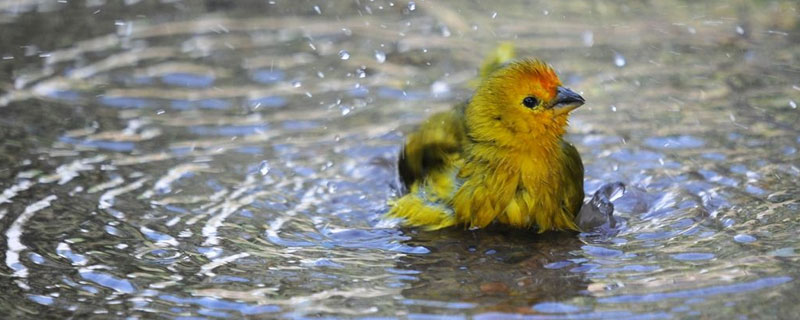 金絲雀養一只還是2只  金絲雀一個籠養幾只好