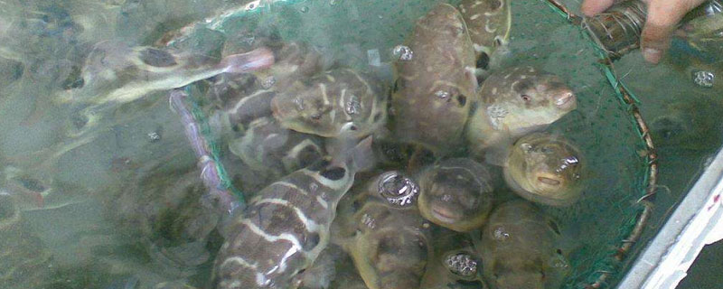 河豚養殖方法