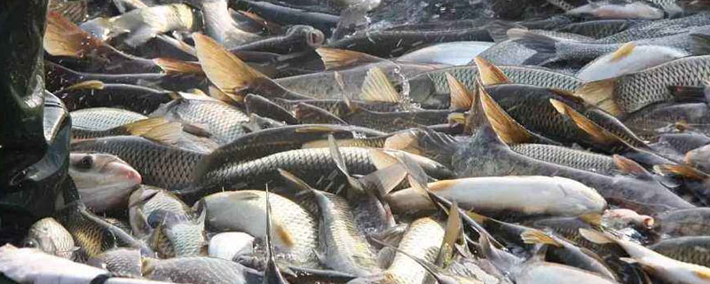 如何高密度養草魚