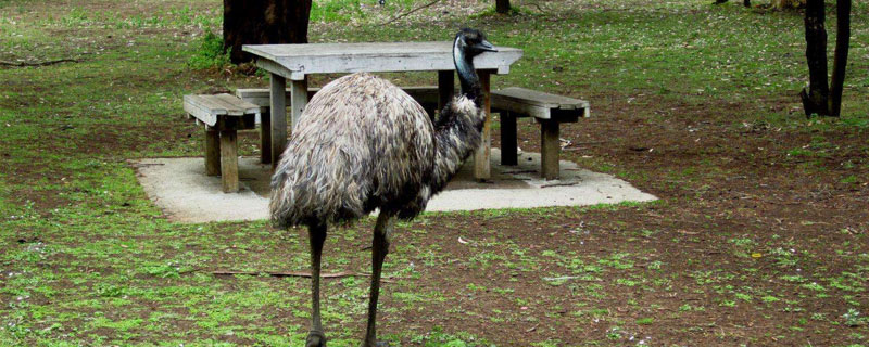 鴯鹋會(huì)攻擊人嗎 鴯鹋是保護(hù)動(dòng)物嗎（可以養(yǎng)殖嗎）