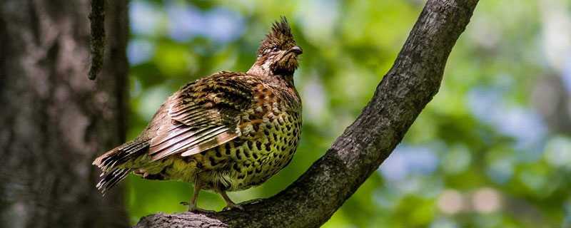花尾榛雞是保護動物嗎（幾級） 花尾榛雞為什么叫飛龍