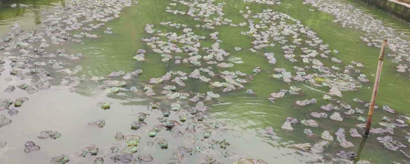 養(yǎng)牛蛙畝產(chǎn)多少斤