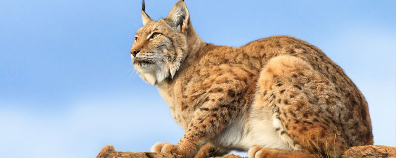 猞猁能當寵物嗎 猞猁認主人嗎