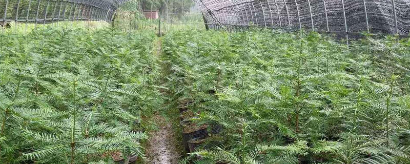 香榧苗市場價格多少錢一棵 5公分香榧苗多少錢一棵