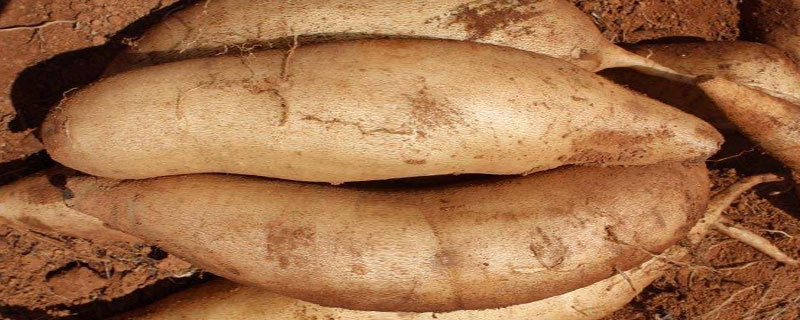 雪蓮果市場價格多少錢一斤 雪蓮果什么時候成熟上市（幾月）