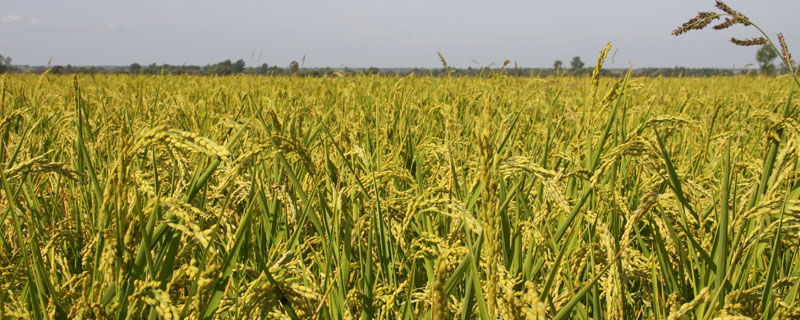 懶人稻是真的還是假的 懶人稻的優(yōu)缺點(diǎn) 懶人稻是轉(zhuǎn)基因嗎