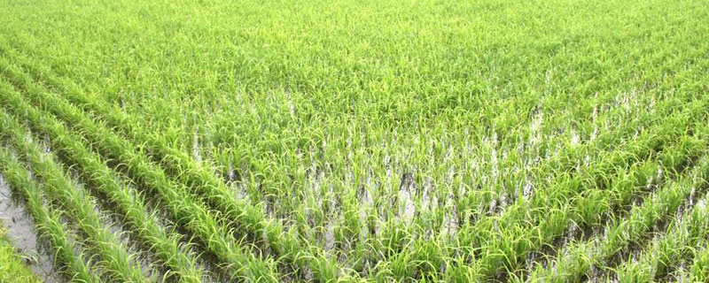 懶人稻適合哪些地區(qū)種植 為什么不推廣懶人稻