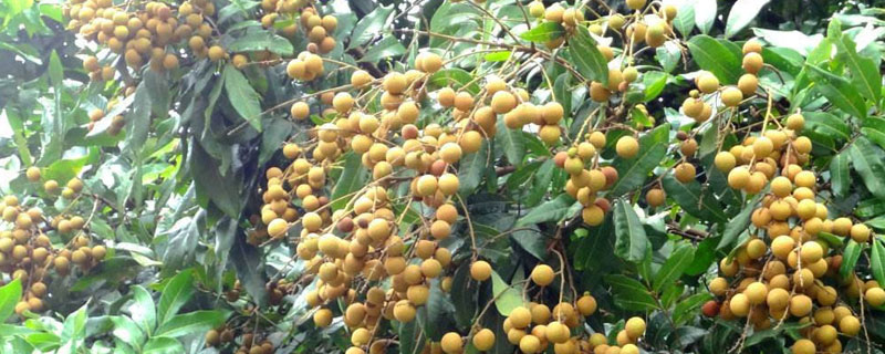 四季龍眼一年結幾次果 四季龍眼結果多不多