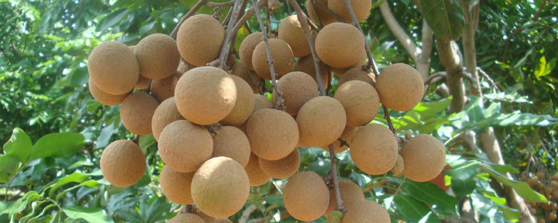 四季蜜龍眼的特點介紹 四季蜜龍眼的缺點是什么