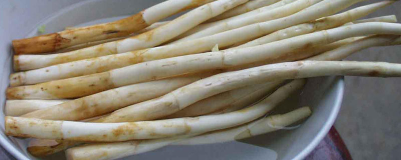 象牙菜種植栽培技術 象牙菜畝產量多少