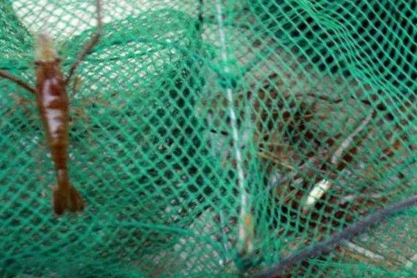 網箱養河蝦技術