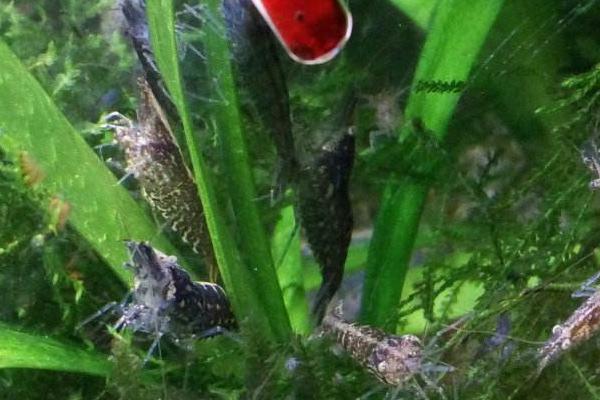 網箱養河蝦技術