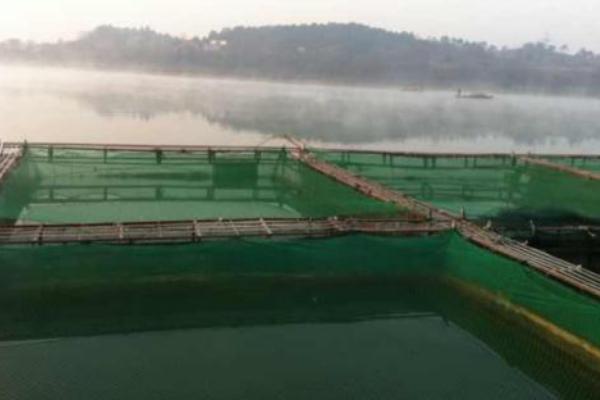 網箱養河蝦技術