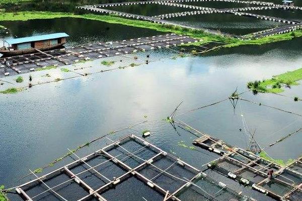 網箱養河蝦技術