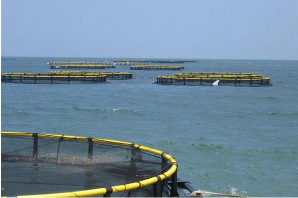 網箱養河蝦技術