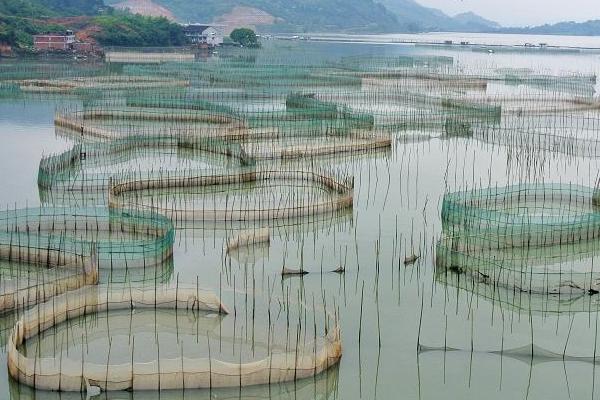 網箱養河蝦技術