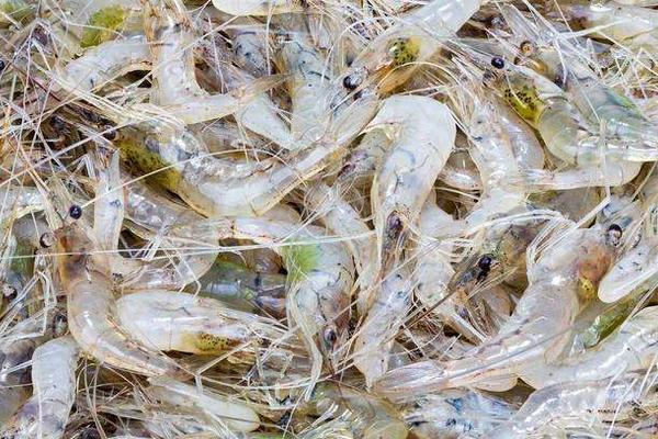 網箱養河蝦技術