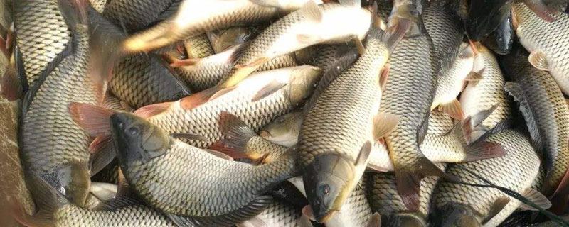 蠶豆養草魚新技術