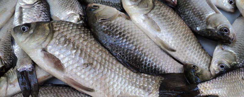 鯽魚的種類