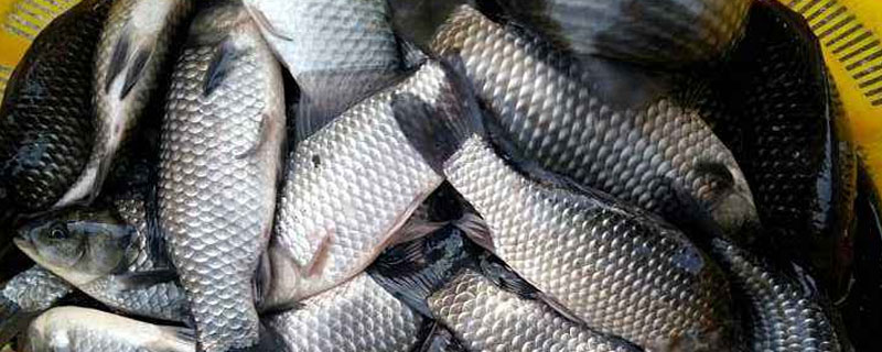 鯽魚養殖產量