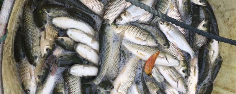 白鰱精養一年能長多大