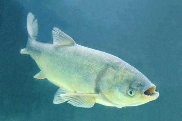 白鰱精養(yǎng)一年能長多大