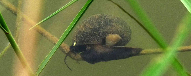 福壽螺能喂青魚嗎