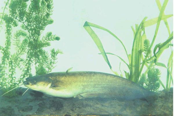 鯰魚和泥鰍能共養嗎