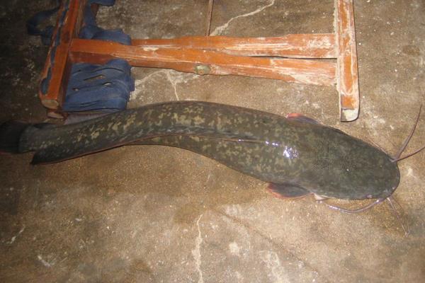 鯰魚和泥鰍能共養嗎