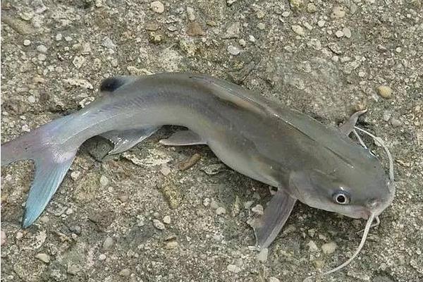 鯰魚和泥鰍能共養嗎