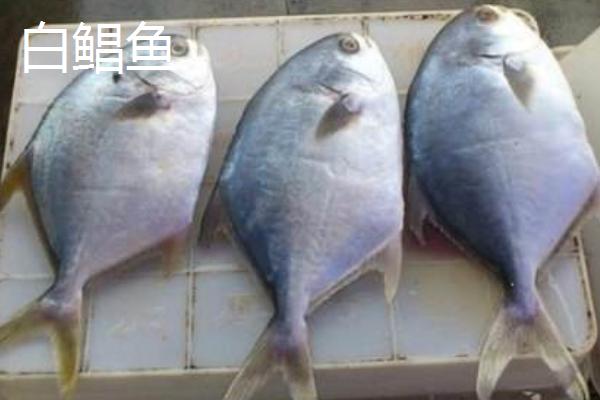 白鯧魚和銀鯧魚的區(qū)別