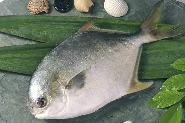 白鯧魚價格多少錢