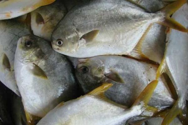 白鯧魚價格多少錢