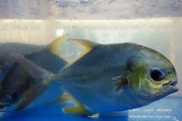 白鯧魚價格多少錢