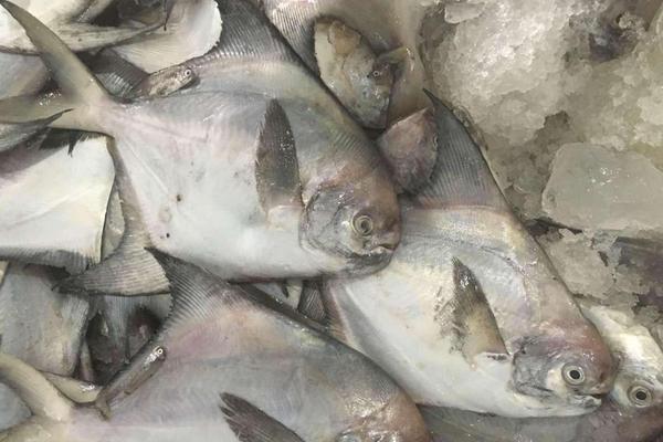 白鯧魚價格多少錢