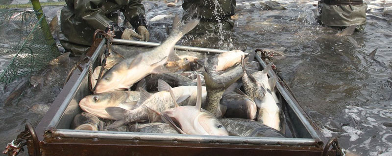 白鰱養殖需要多久