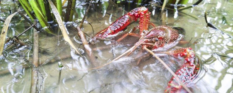 龍蝦塘套養白鰱