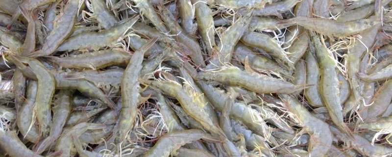 南美白對蝦養(yǎng)殖特性