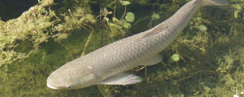 養草魚種什么草最好