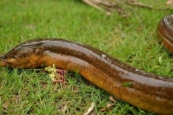 農村養殖什么不愁銷路